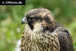 falco pelegrinoides barbary falcon falco pelegrinoides barbary falcon
