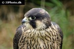 falco peregrinus peregrine falcon falco peregrinus peregrine falcon