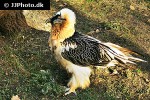 gypaetus barbatus bearded vulture gypaetus barbatus bearded vulture