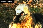 gypaetus barbatus bearded vulture gypaetus barbatus bearded vulture