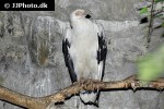 gypohierax angolensis palm nut vulture gypohierax angolensis palm nut vulture