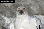 gypohierax angolensis palm nut vulture gypohierax angolensis palm nut vulture