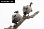 gyps africanus african white backed vulture gyps africanus african white backed vulture