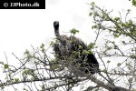 gyps africanus african white backed vulture gyps africanus african white backed vulture
