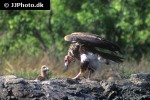 gyps bengalensis asian white backed vulture gyps bengalensis asian white backed vulture