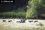 gyps bengalensis asian white backed vulture gyps bengalensis asian white backed vulture
