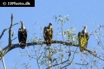 gyps bengalensis asian white backed vulture gyps bengalensis asian white backed vulture