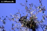 gyps bengalensis asian white backed vulture gyps bengalensis asian white backed vulture