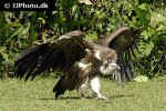 gyps fulvus griffon vulture gyps fulvus griffon vulture