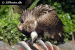 gyps fulvus griffon vulture gyps fulvus griffon vulture