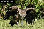 gyps fulvus griffon vulture gyps fulvus griffon vulture