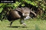 gyps fulvus griffon vulture gyps fulvus griffon vulture
