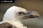 gyps fulvus griffon vulture gyps fulvus griffon vulture