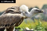 gyps fulvus griffon vulture gyps fulvus griffon vulture