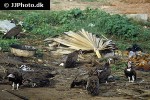 gyps fulvus griffon vulture gyps fulvus griffon vulture