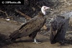gyps fulvus griffon vulture gyps fulvus griffon vulture