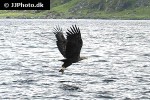 haliaeetus albicilla white tailed eagle haliaeetus albicilla white tailed eagle