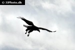 haliaeetus albicilla white tailed eagle haliaeetus albicilla white tailed eagle