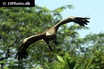 haliaeetus albicilla white tailed eagle haliaeetus albicilla white tailed eagle