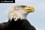haliaeetus leucocephalus bald eagle haliaeetus leucocephalus bald eagle