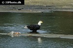 haliaeetus leucocephalus bald eagle haliaeetus leucocephalus bald eagle