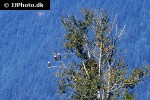 haliaeetus leucocephalus bald eagle haliaeetus leucocephalus bald eagle