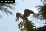 haliaeetus leucocephalus bald eagle haliaeetus leucocephalus bald eagle