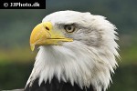 haliaeetus leucocephalus bald eagle haliaeetus leucocephalus bald eagle