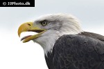 haliaeetus leucocephalus bald eagle haliaeetus leucocephalus bald eagle