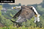 haliaeetus leucocephalus bald eagle haliaeetus leucocephalus bald eagle