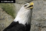 haliaeetus leucocephalus bald eagle haliaeetus leucocephalus bald eagle
