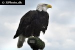 haliaeetus leucocephalus bald eagle haliaeetus leucocephalus bald eagle