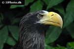 haliaeetus pelagicus stellar s sea eagle haliaeetus pelagicus stellar s sea eagle