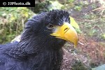 haliaeetus pelagicus stellar s sea eagle haliaeetus pelagicus stellar s sea eagle