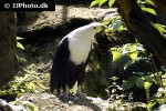 haliaeetus vocifer african fish eagle haliaeetus vocifer african fish eagle
