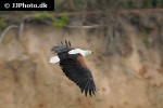 haliaeetus vocifer african fish eagle haliaeetus vocifer african fish eagle