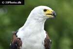 haliaeetus vocifer african fish eagle haliaeetus vocifer african fish eagle