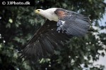 haliaeetus vocifer african fish eagle haliaeetus vocifer african fish eagle