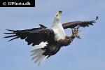 haliaeetus vocifer african fish eagle haliaeetus vocifer african fish eagle