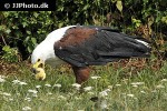 haliaeetus vocifer african fish eagle haliaeetus vocifer african fish eagle