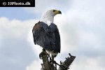 haliaeetus vocifer african fish eagle haliaeetus vocifer african fish eagle
