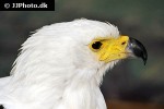 haliaeetus vocifer african fish eagle haliaeetus vocifer african fish eagle