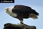 haliaeetus vocifer african fish eagle haliaeetus vocifer african fish eagle