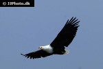 haliaeetus vocifer african fish eagle haliaeetus vocifer african fish eagle