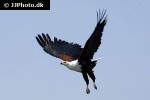 haliaeetus vocifer african fish eagle haliaeetus vocifer african fish eagle
