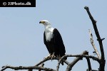 haliaeetus vocifer african fish eagle haliaeetus vocifer african fish eagle