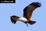 haliastur indus brahminy kite haliastur indus brahminy kite