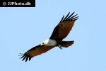 haliastur indus brahminy kite haliastur indus brahminy kite