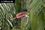 haliastur indus brahminy kite haliastur indus brahminy kite