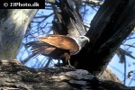 haliastur indus brahminy kite haliastur indus brahminy kite